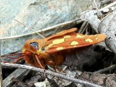 Arctia testudinaria