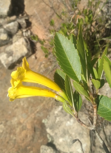 Tecoma beckii