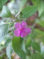 Ruellia inundata image