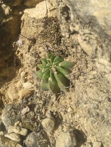 Image of Echinopsis obrepanda by no rights reserved