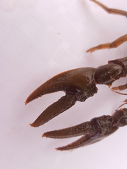 Lacunicambarus nebrascensis