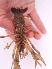 Lacunicambarus nebrascensis