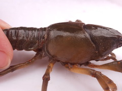 Lacunicambarus nebrascensis