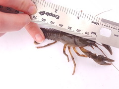 Lacunicambarus nebrascensis