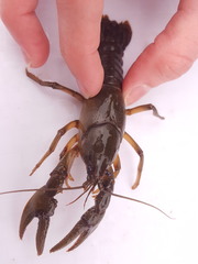 Lacunicambarus nebrascensis