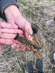 Lacunicambarus nebrascensis