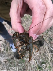 Lacunicambarus nebrascensis