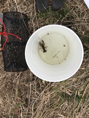 Lacunicambarus nebrascensis