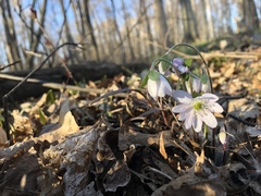 Hepatica acutiloba