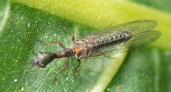 Raphidiidae