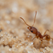 Carroll's Big-headed Ant - Photo (c) boingohamster, some rights reserved (CC BY-NC)