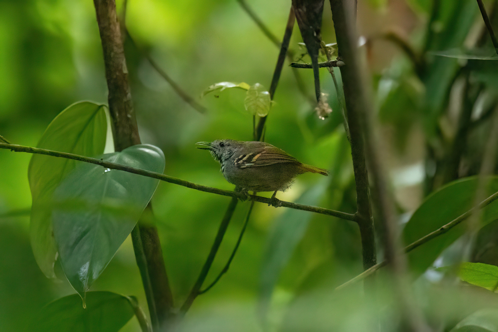 White-Eyed Antwren