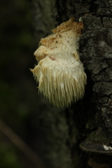 Hericium cirrhatum