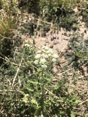 Parthenium confertum
