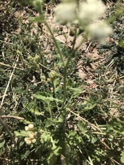 Parthenium confertum