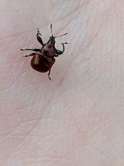 Attelabinae