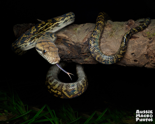 Australian Scrub Python sighting