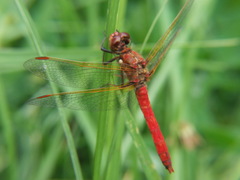 Sympetrum gilvum