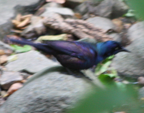 Quiscalus quiscula
