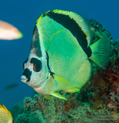 Johnrandallia nigrirostris