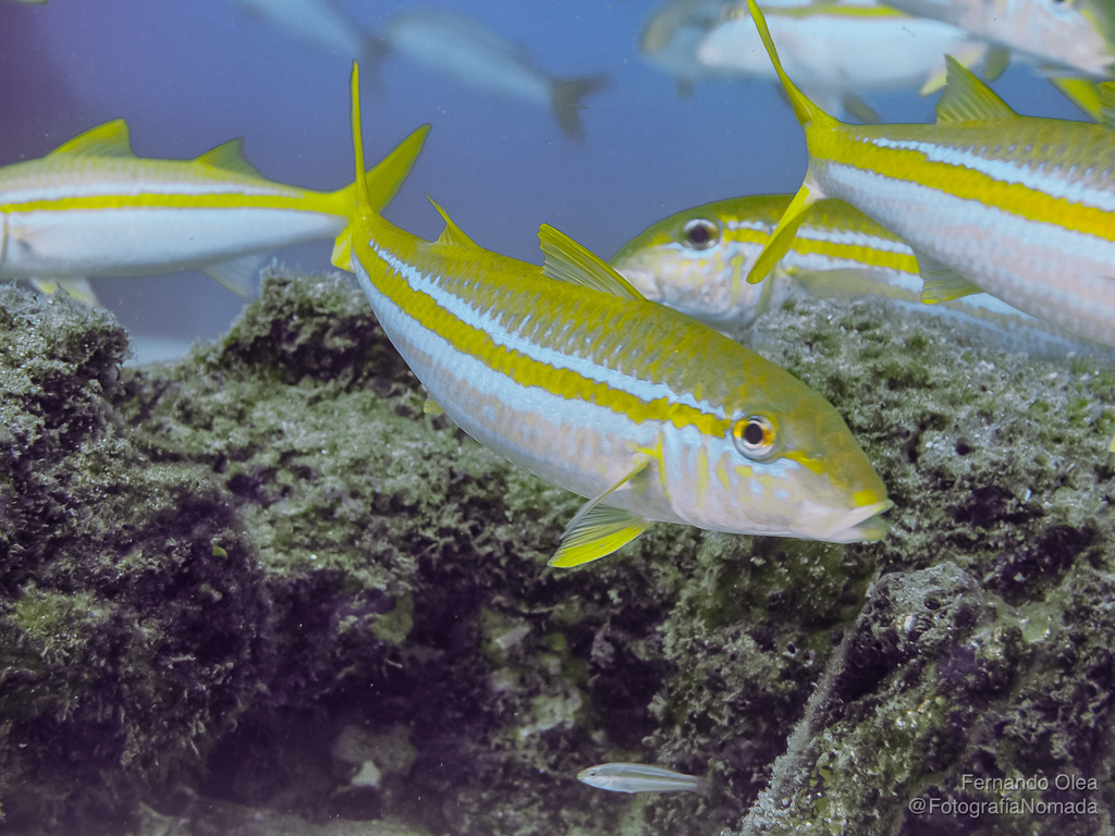 Mexican Goatfish