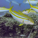 Mulloidichthys dentatus - Photo (c) Fernando Olea,  זכויות יוצרים חלקיות (CC BY-NC), הועלה על ידי Fernando Olea
