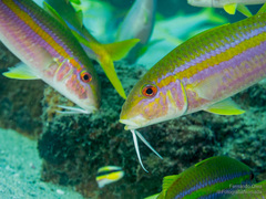 Mulloidichthys dentatus