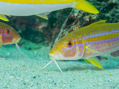 Mulloidichthys dentatus