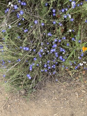 Nemophila menziesii