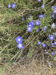Nemophila menziesii