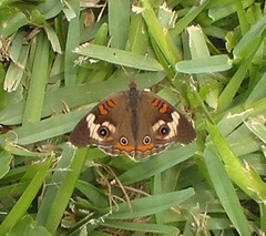 Junonia coenia coenia