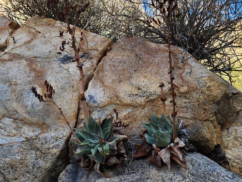 Dudleya arizonica