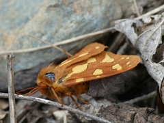 Arctia testudinaria