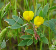 Acmispon brachycarpus