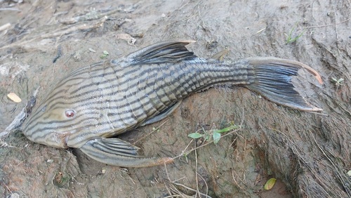 Panaque (Panaque nigrolineatus) — Loricariidae — 2