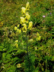 Aconitum anthora