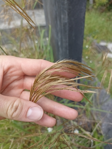 Image of Miscanthus nepalensis by (c) Oscar Dove, some rights reserved (CC BY)