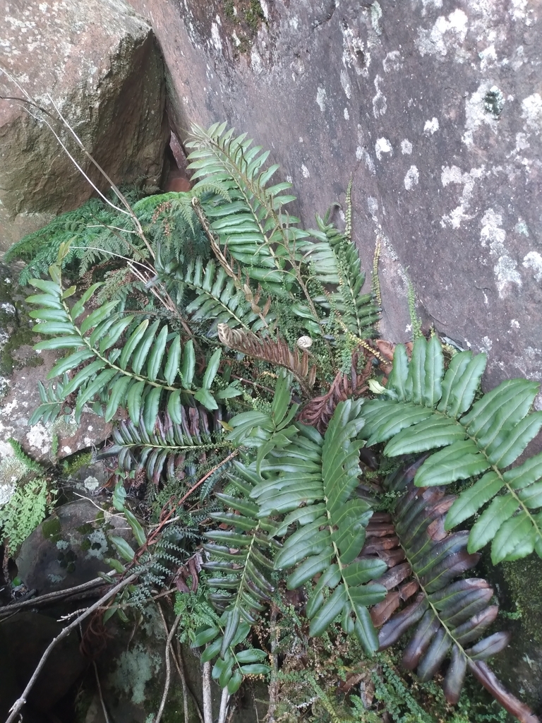Lomariocycas moritziana