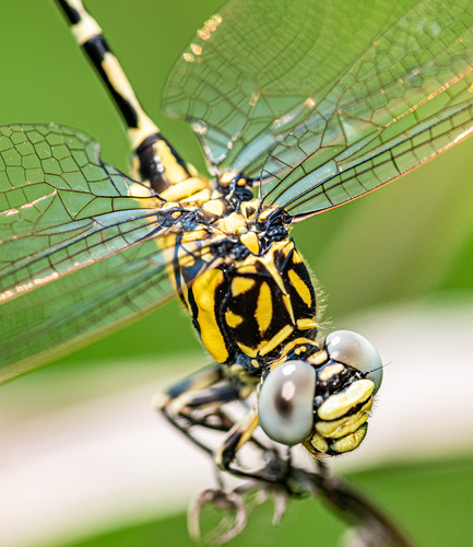 Antipodogomphus proselythus (Martin, 1901)