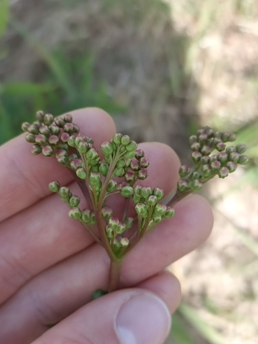 Dropwort (Filipendula vulgaris)