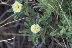 Chamaesaracha sordida