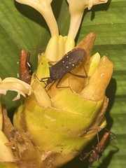 Leptoscelis quadrisignatus image