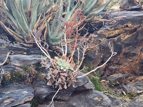 Dudleya arizonica