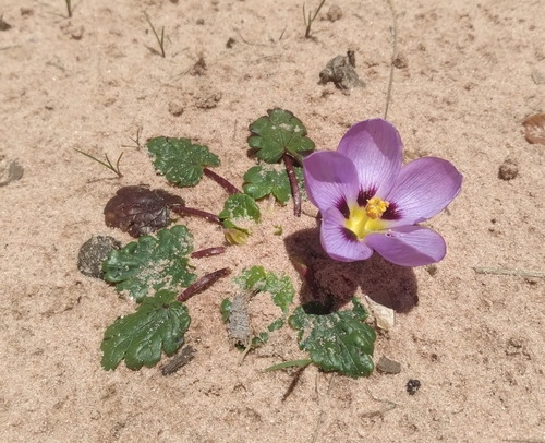 Acaulimalva nubigena (Acaulimalva nubigena)