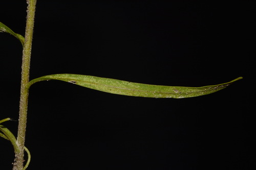 Image of Liatris elegans by (c) Brian Finzel, some rights reserved (CC BY-SA)