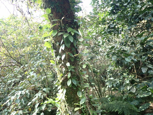Foto de Flor-de-cera