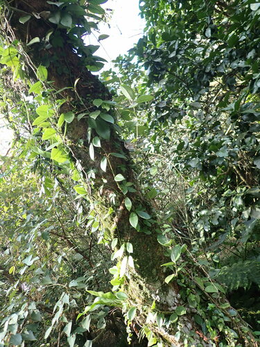 Foto de Flor-de-cera