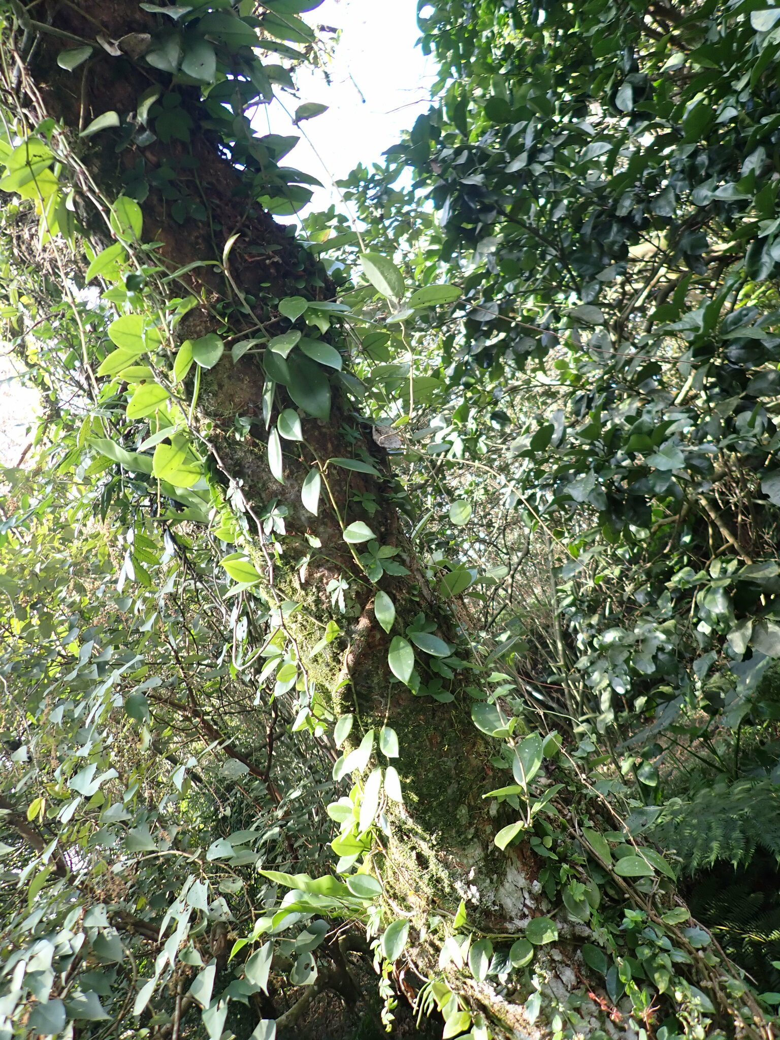Imagem de Flor-de-cera