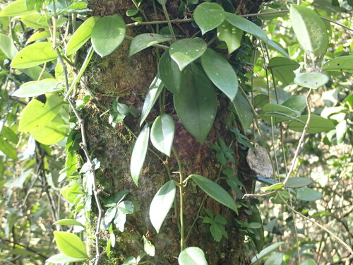 Foto de Flor-de-cera