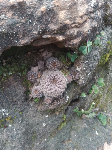 Weingartia steinbachii